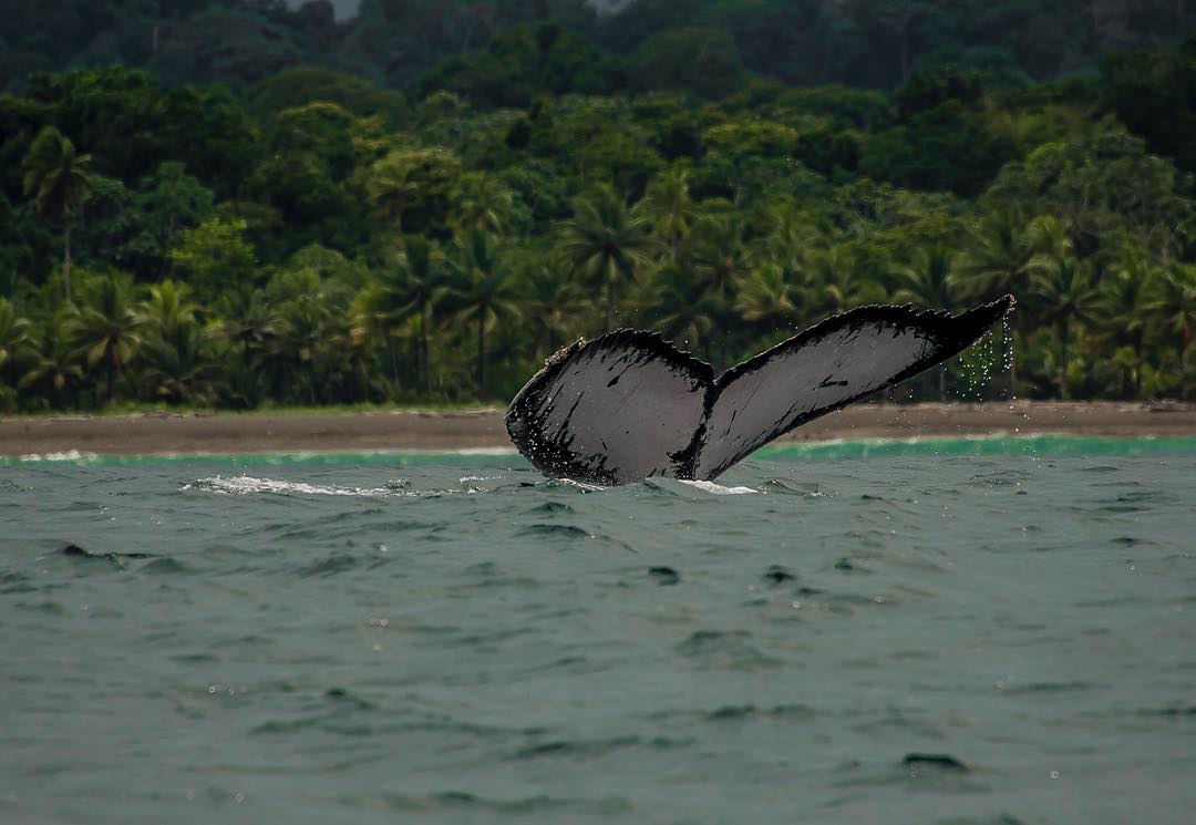 Ballena jorobada en el pacífico colombiano