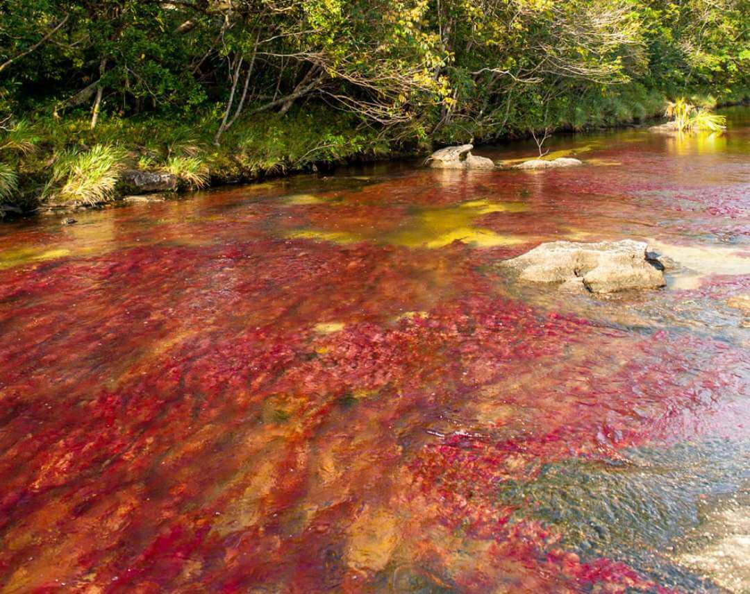 Visitar el río de los siete colores