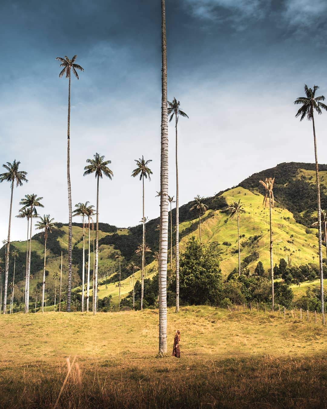 Paisaje colombiano del Valle del Cocora