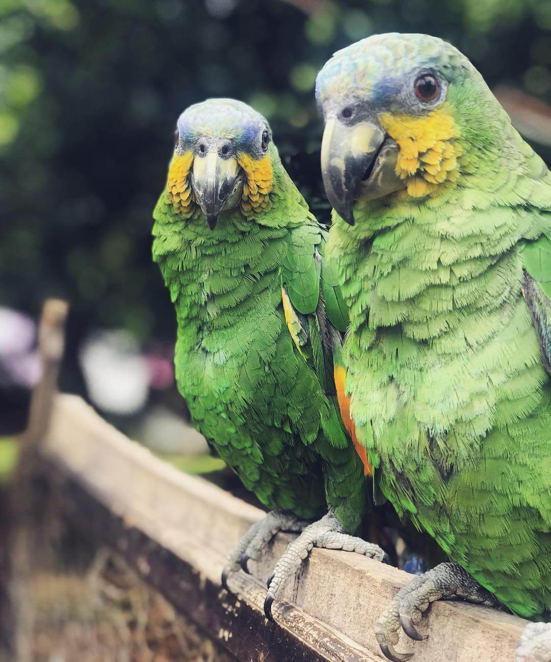Loras a las afueras de Bogotá