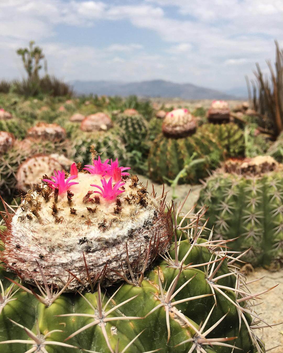 Cactus conocido como asiento de suegra