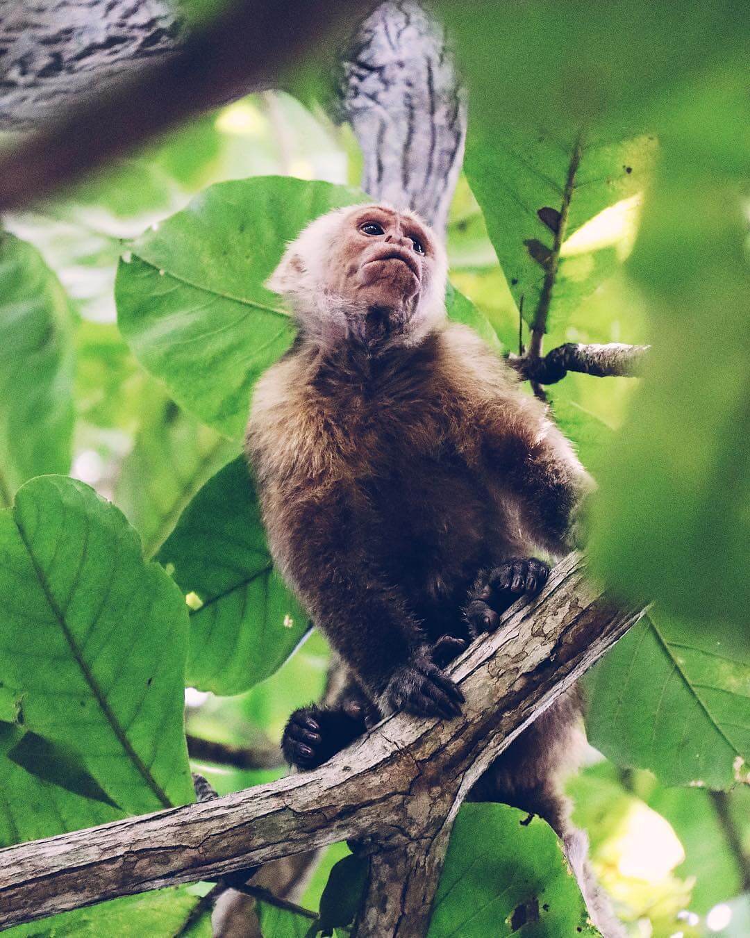 Micos en el Parque Tayrona Colombia
