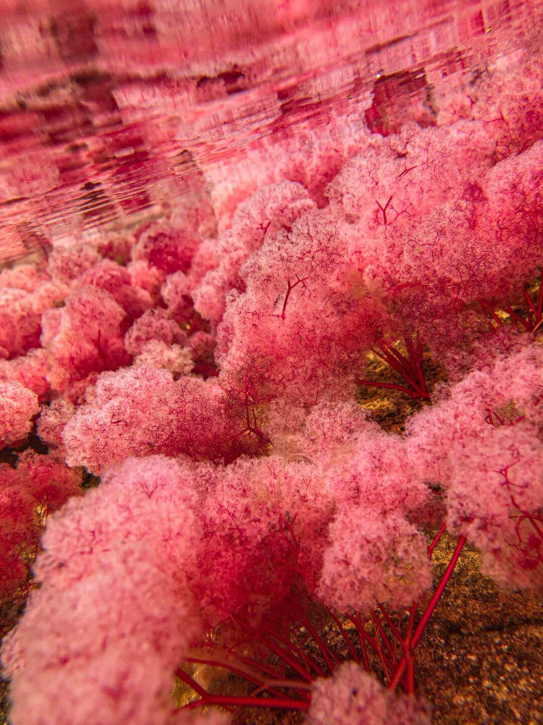 Flor de Caño Cristales
