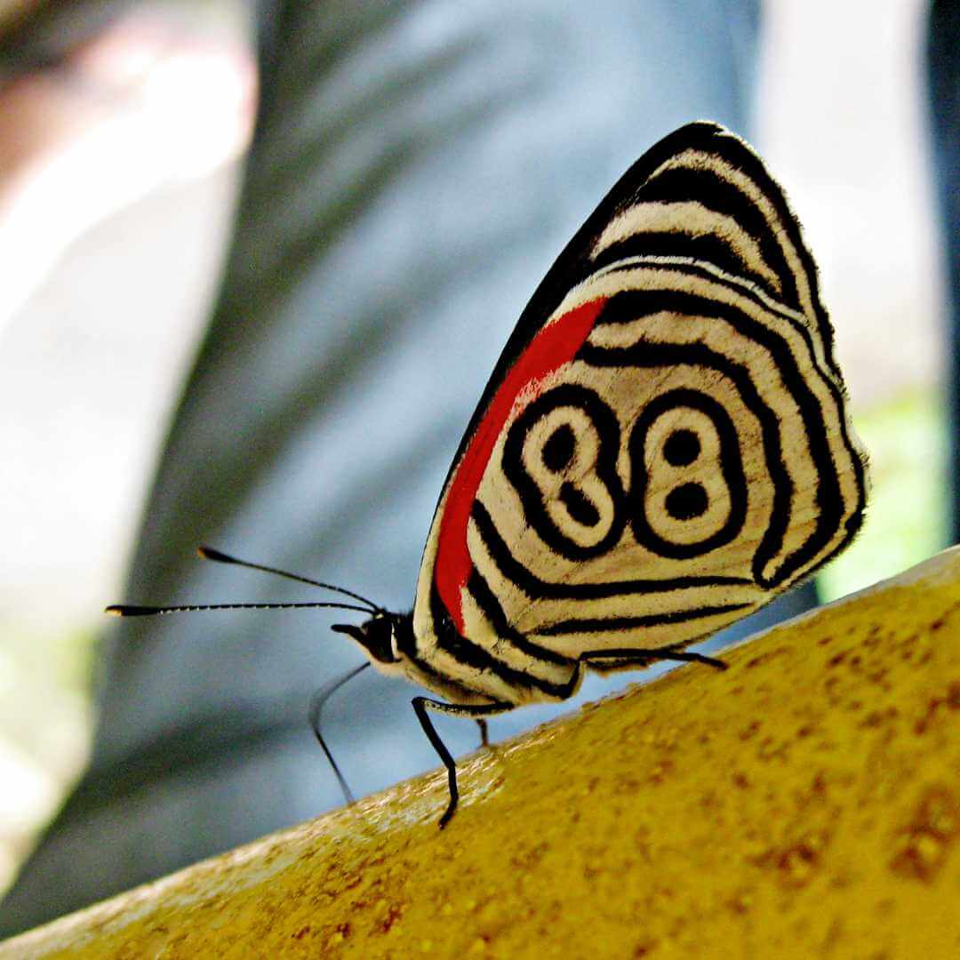 Mariposa 88 en parques naturales de Colombia