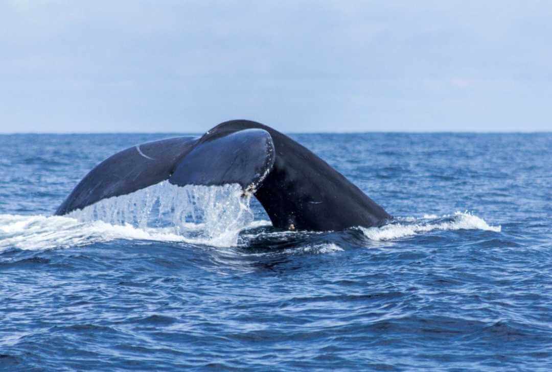 Tour ballenas en Buenaventura