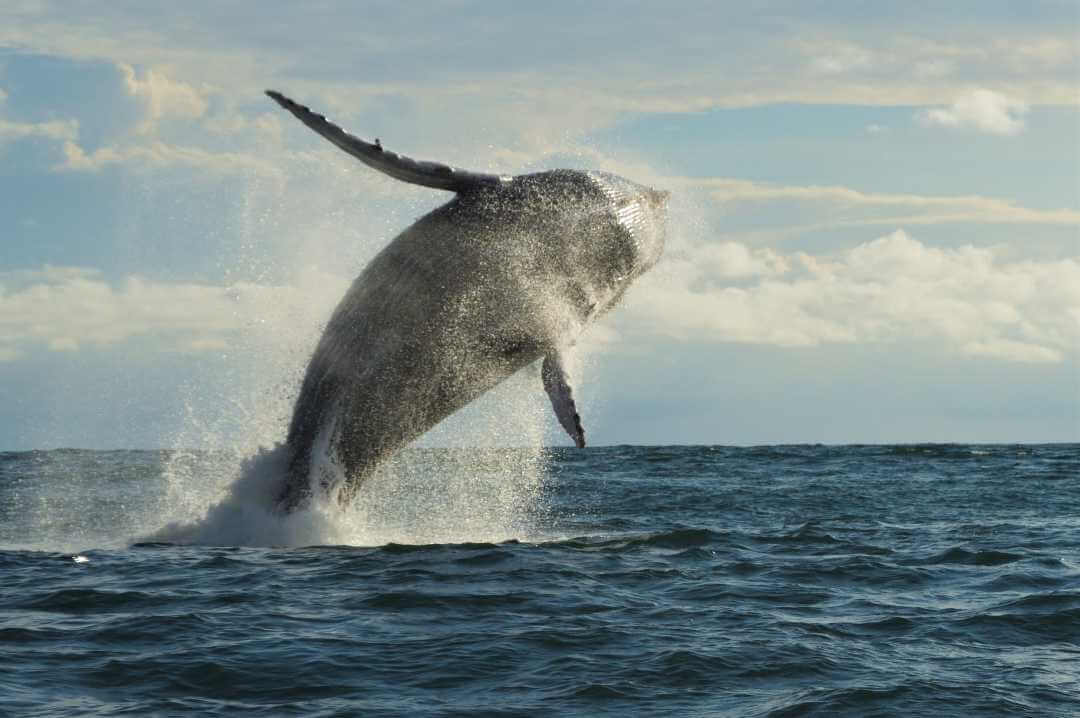 Tour ballenas jorobadas en Buenaventura