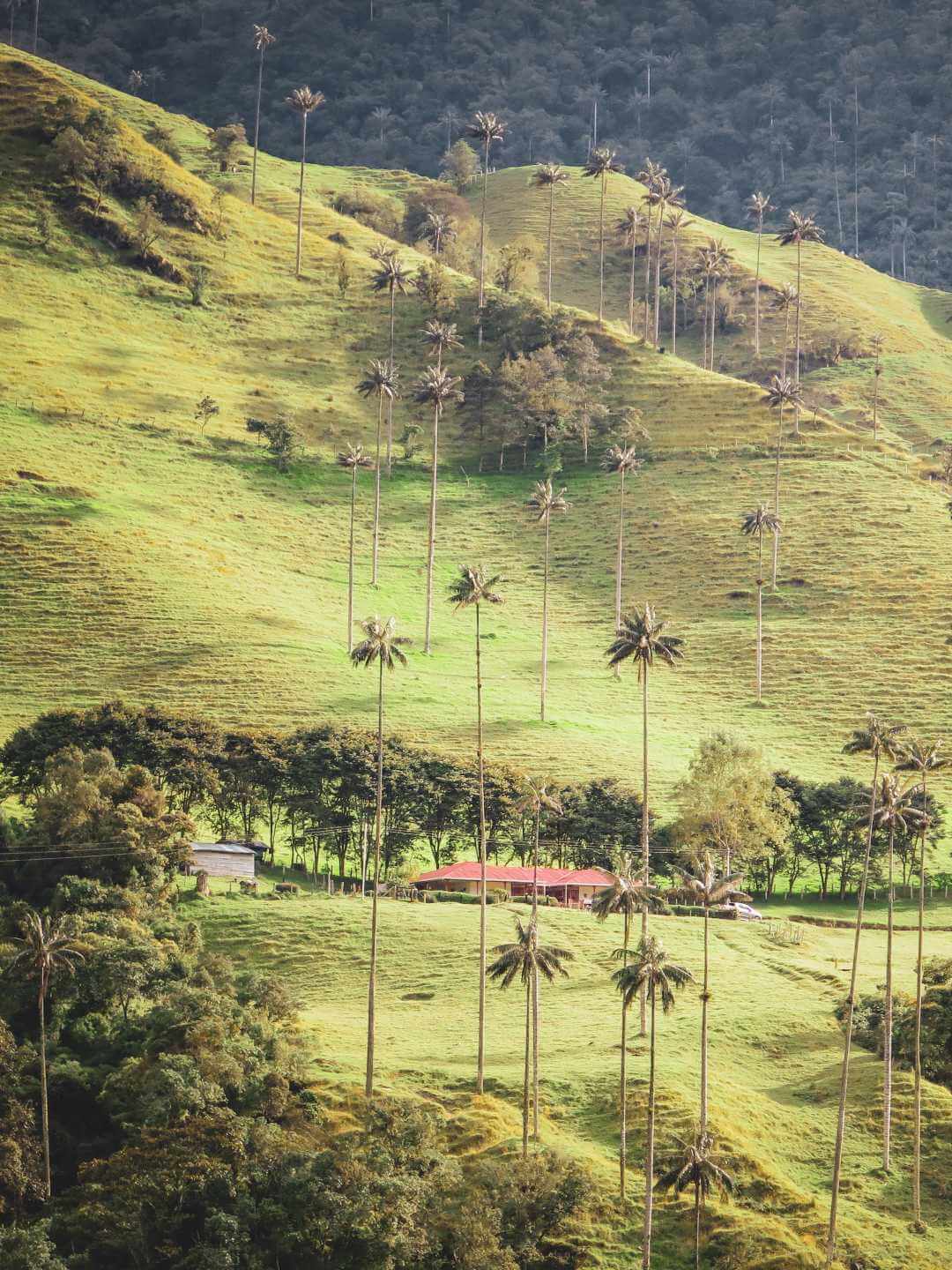 Plan Salento desde Cali