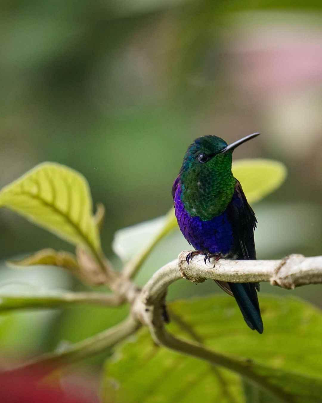 Avistamiento aves en Antioquia