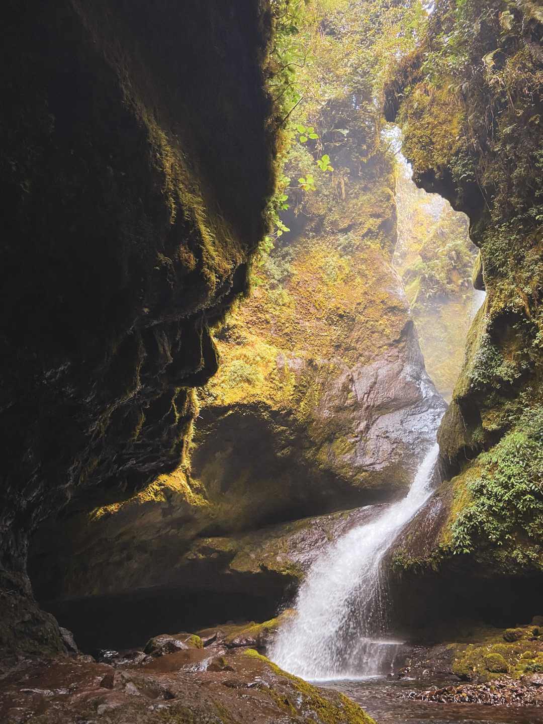 Cueva de los Guácharos Jardín