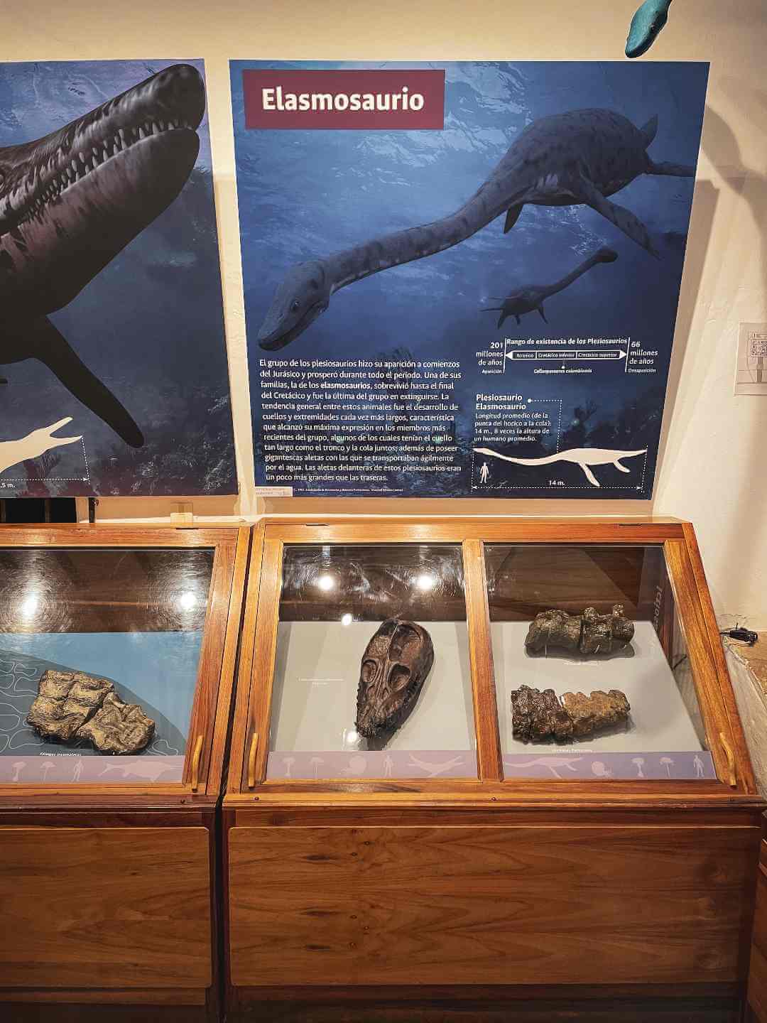 Museo Paleontológico de la Universidad Nacional de Colombia