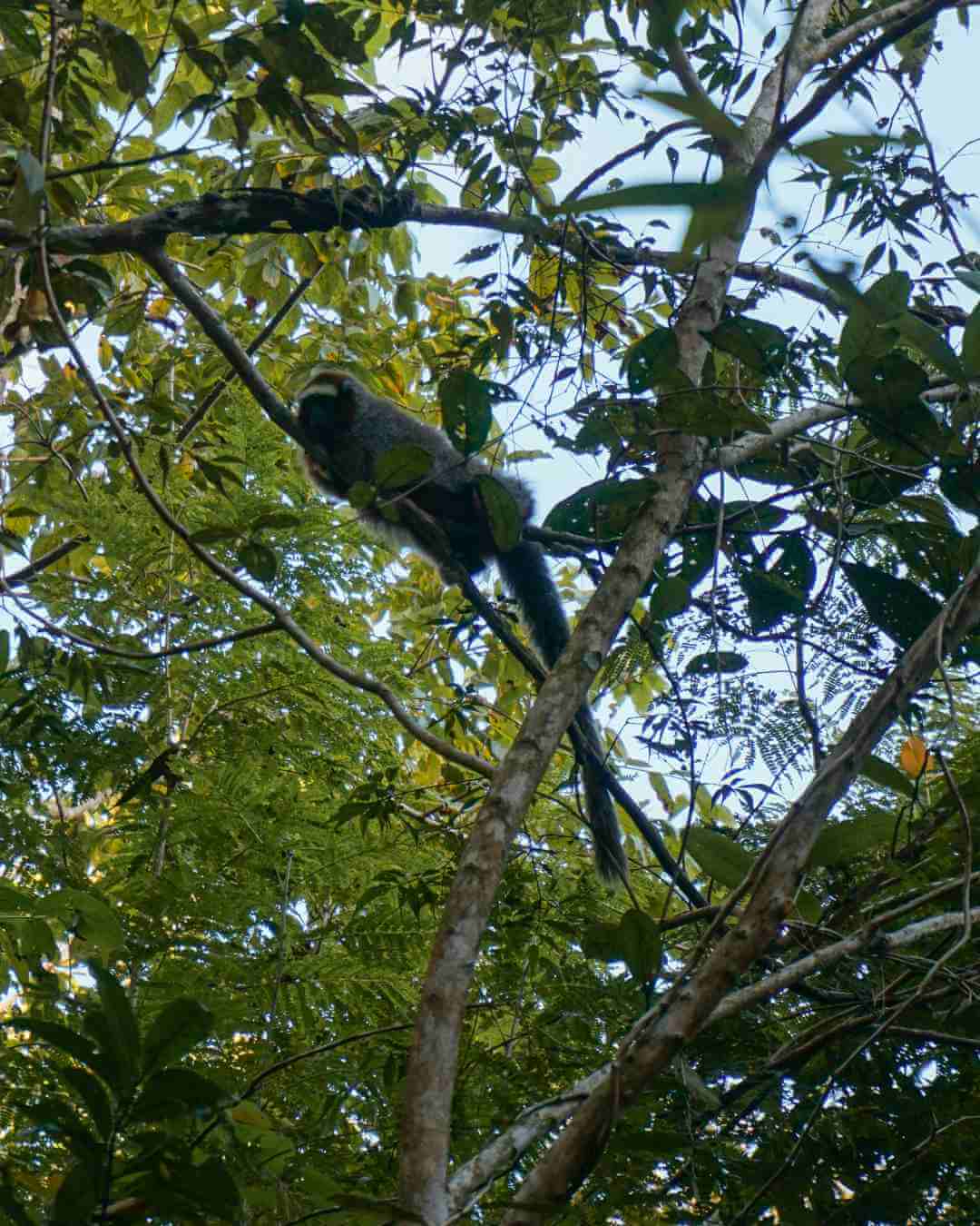 Mono endémico de la Sierra de La Macarena