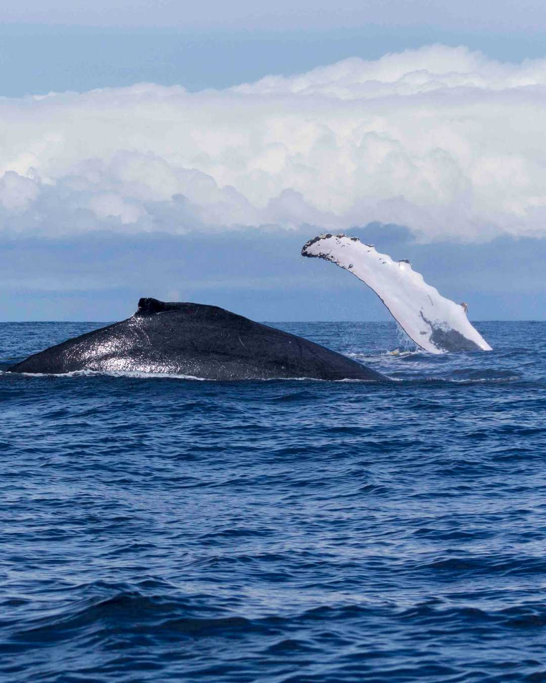 Tour de avistamiento de ballenas en Bahía Solano