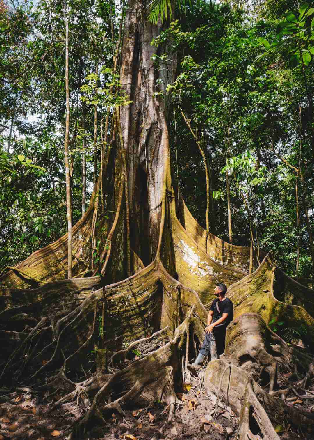 Lugares para conocer la selva en Colombia