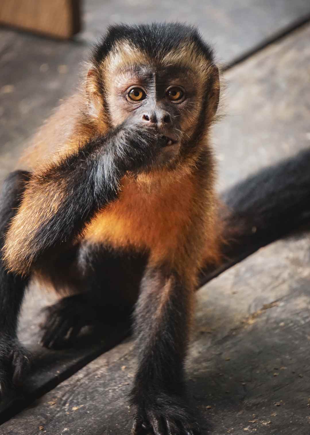 Mono capuchino en estado silvestre