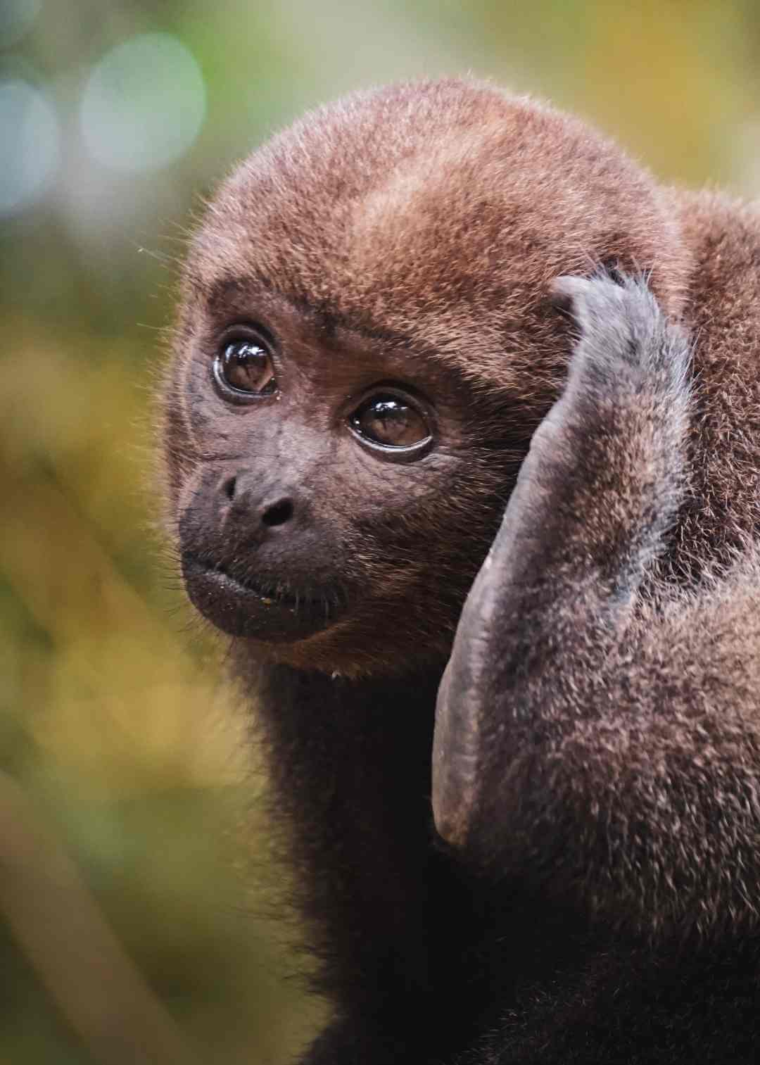 Mono churuco en la Fundación Maikuchiga de Colombia