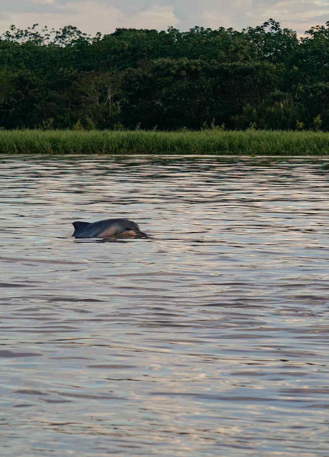 Avistamiento de delfines rosados en la selva del Amazonas