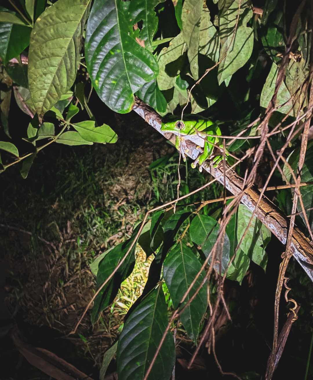 Rana avistada en la caminata nocturna por la selva del Amazonas