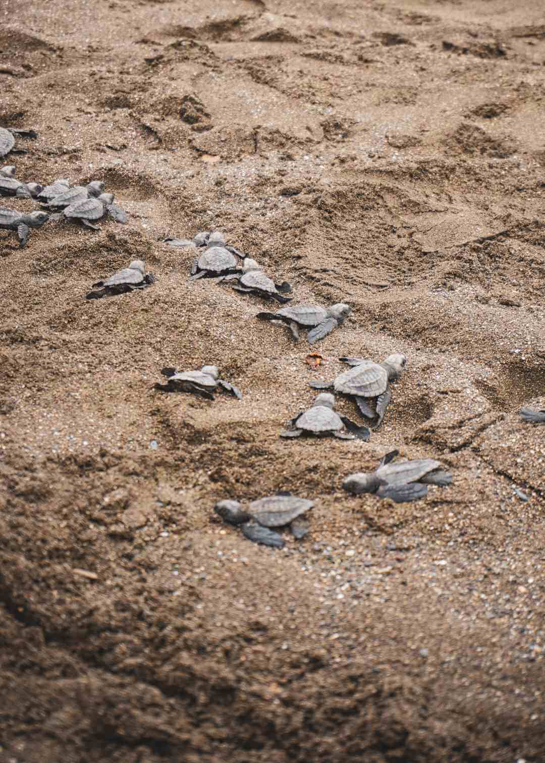 Tortugas marinas caminando por la playa hasta el mar