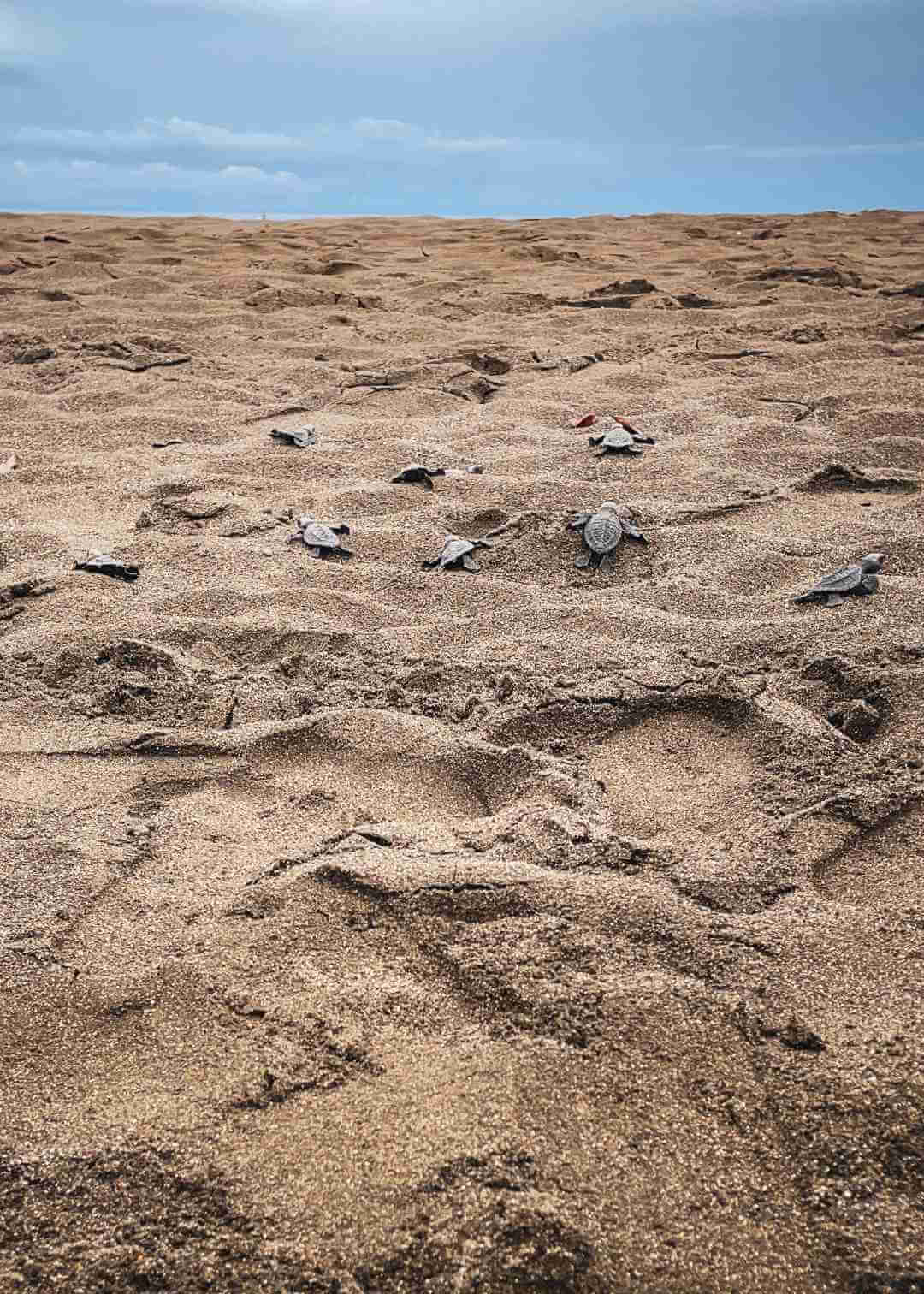 Tortugas marinas caminando al mar