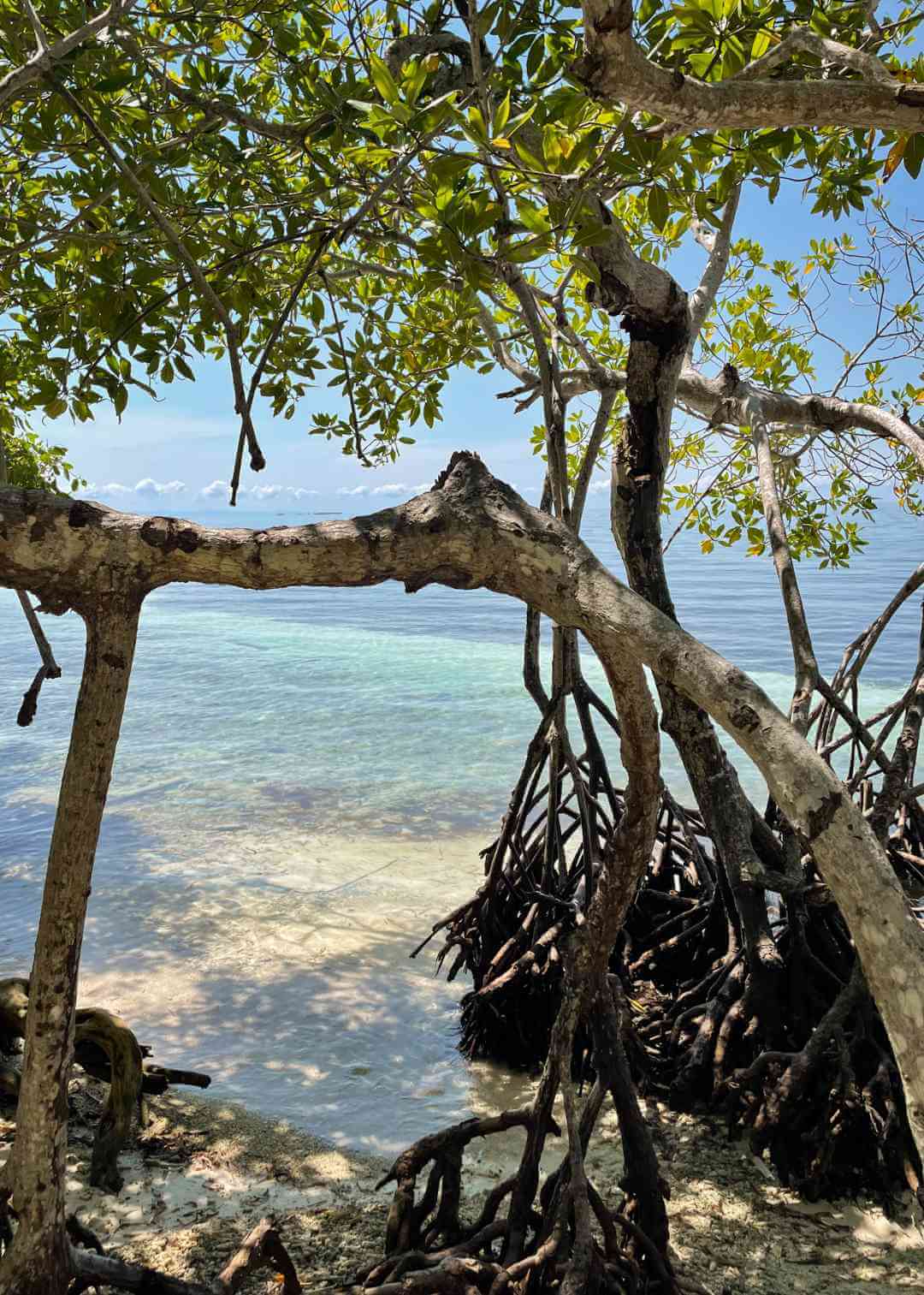 Bosques de mangle en las Islas de San Bernardo