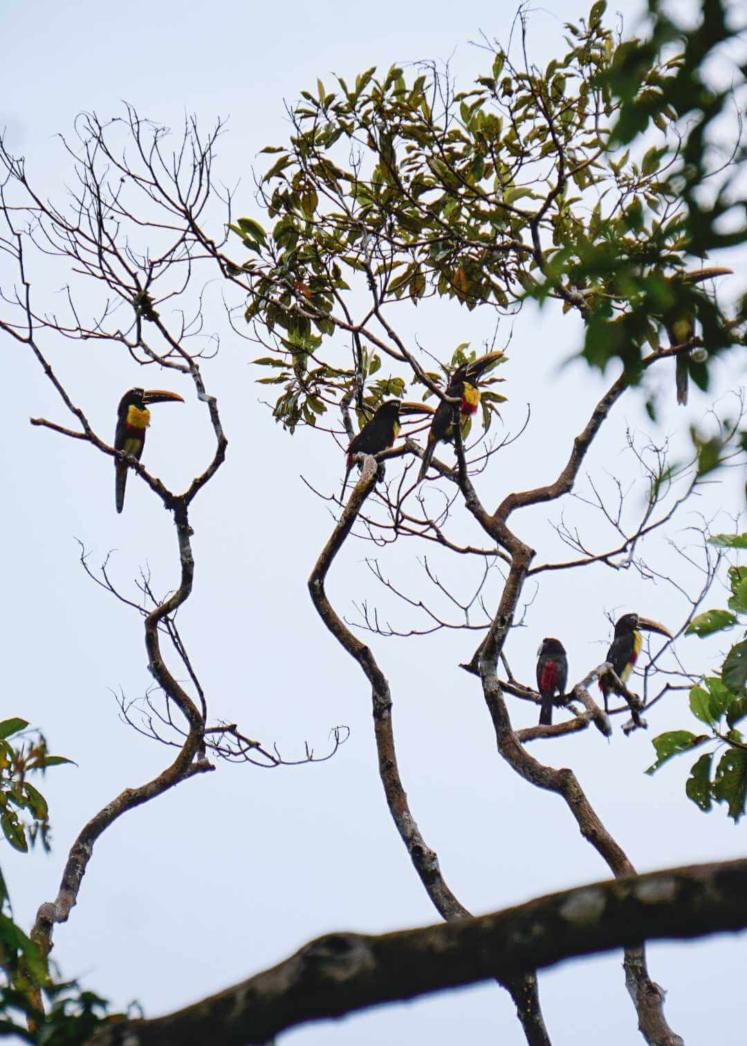 Familia de Tucanes sobre árbol