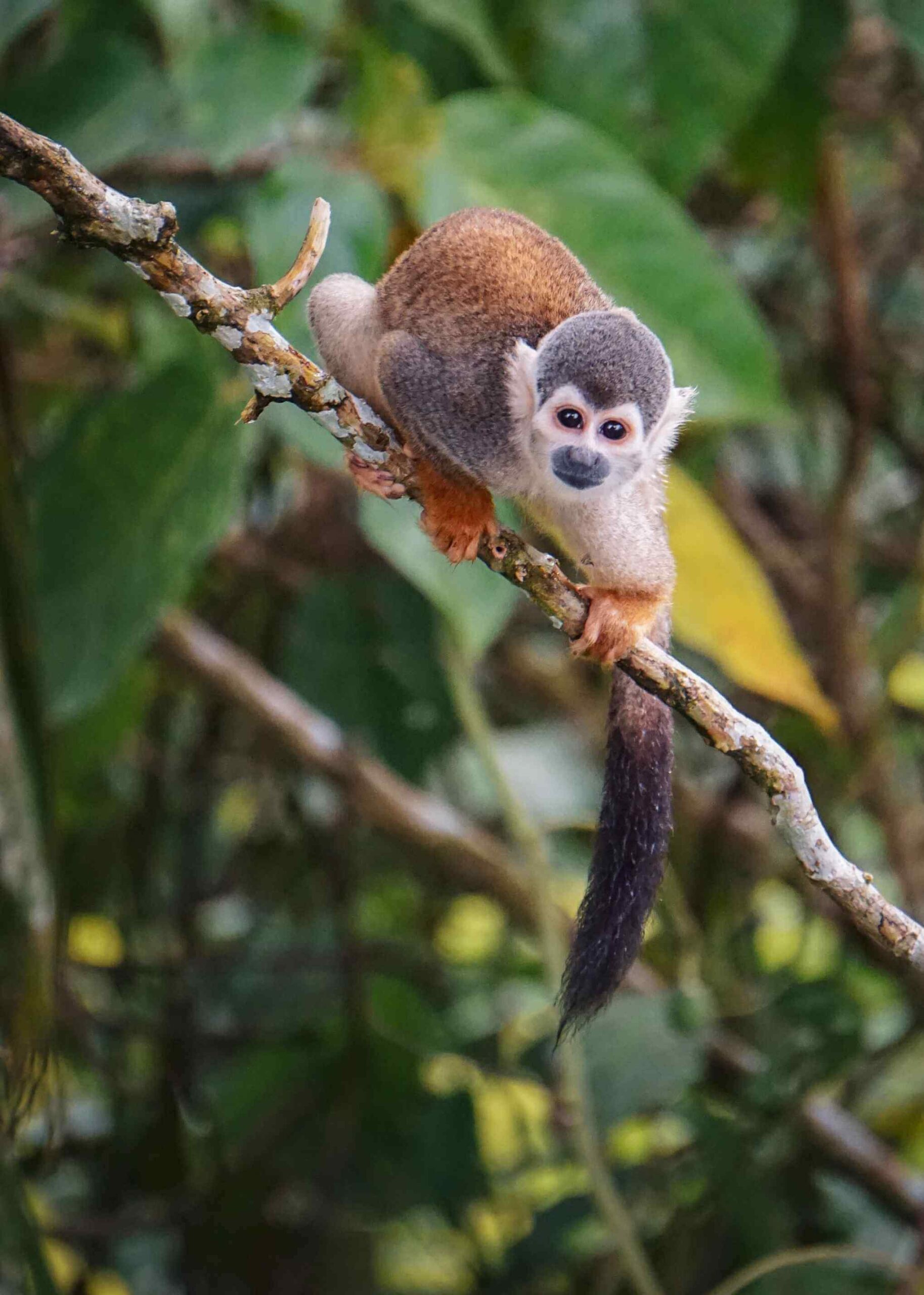 Mono de la Amazonia en el Putumayo