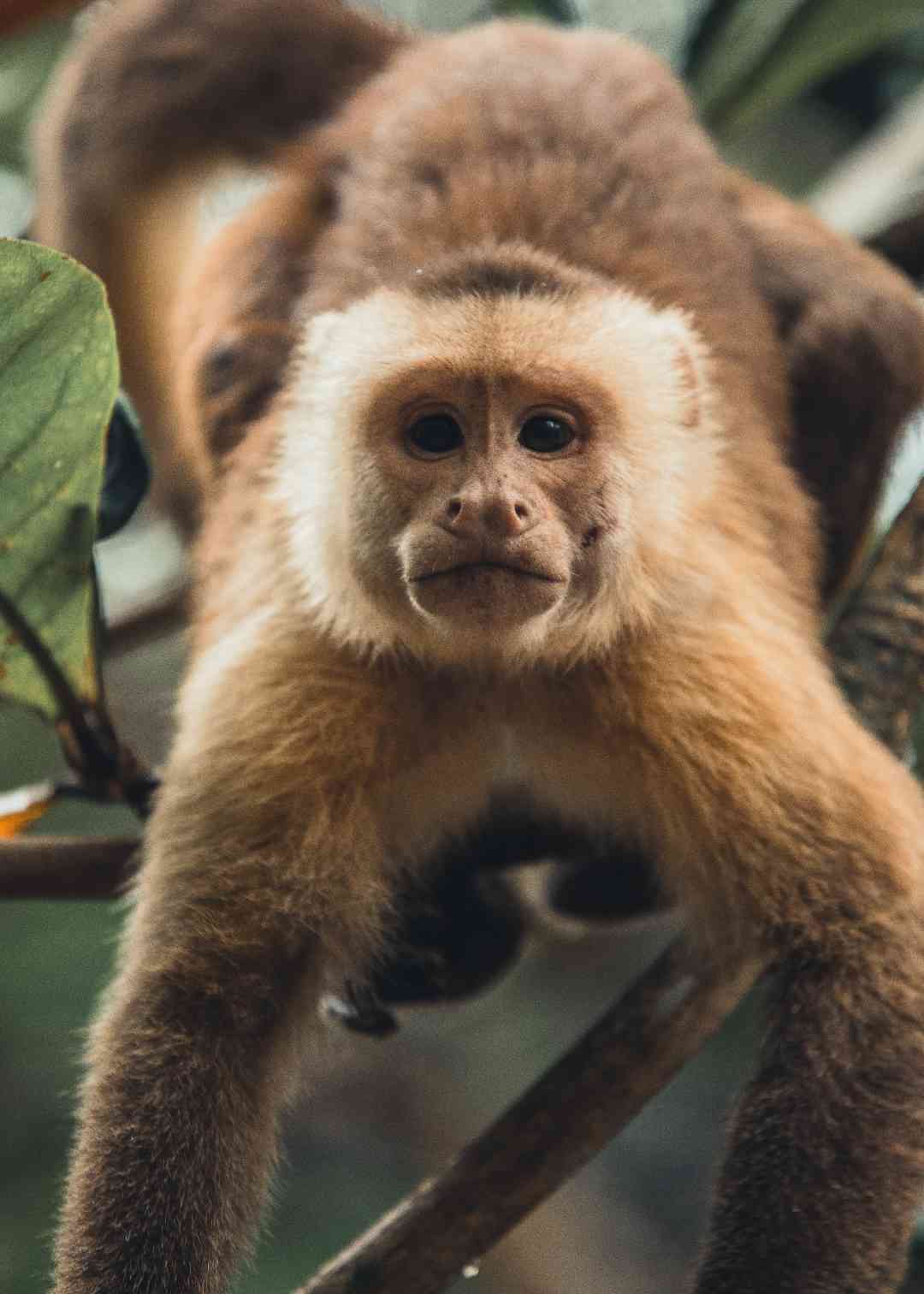 Mono en el parque Tayrona Caribe Colombiano