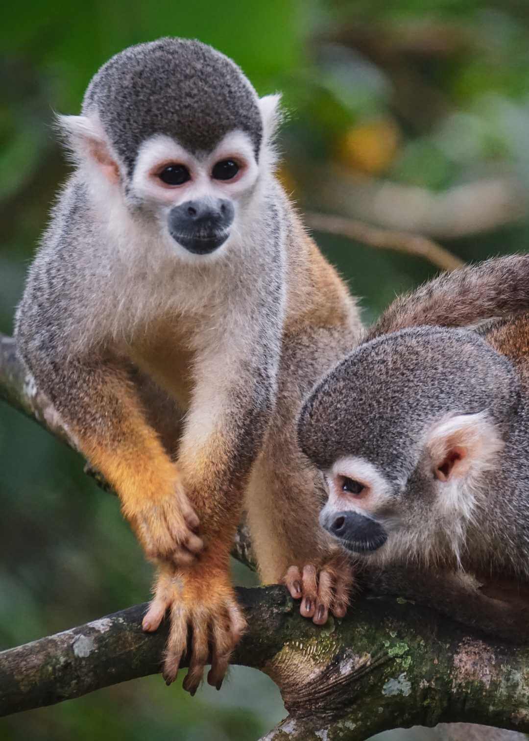 Monos en el Putumayo