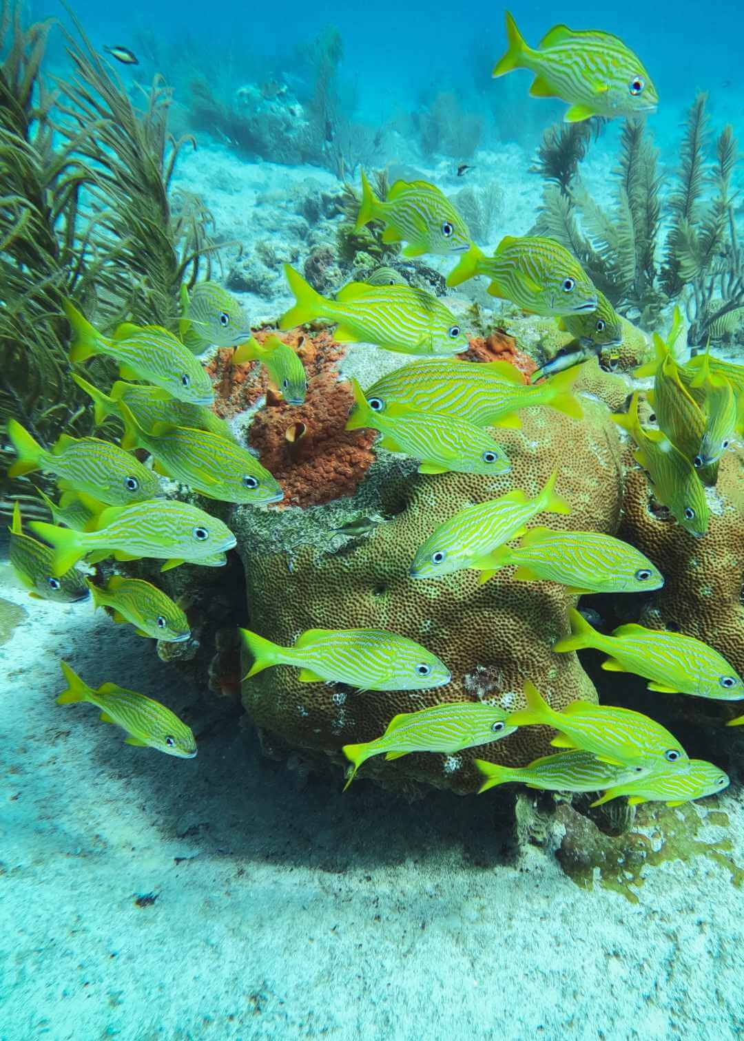 Peces de coral