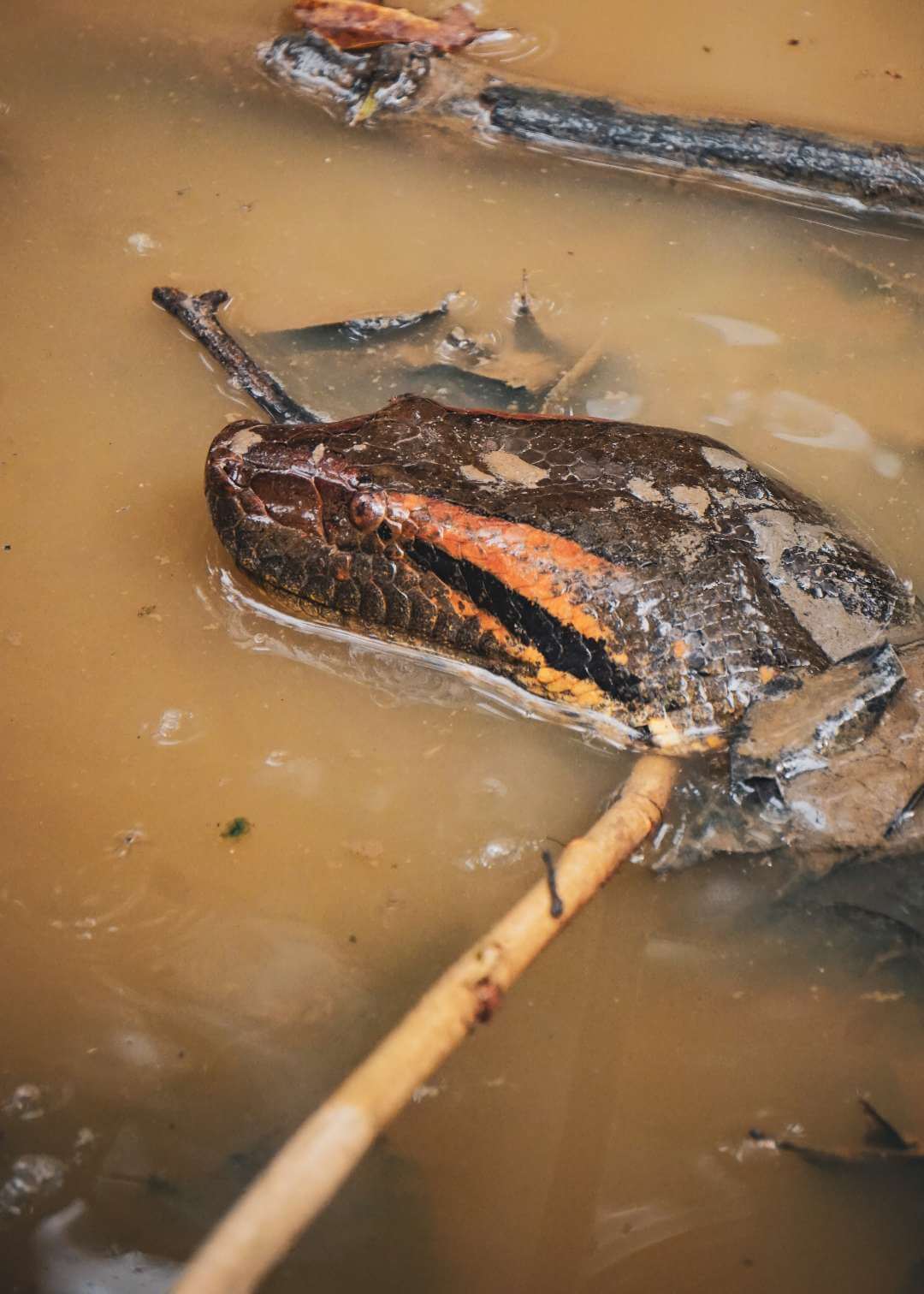 Anaconda en hato del Casanare Colombia