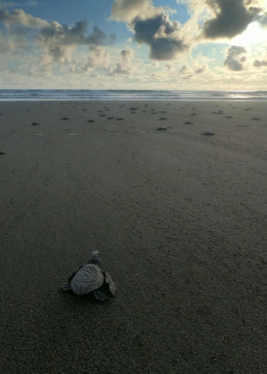 Liberación de tortugas marinas en las playas de Pacífico colombiano