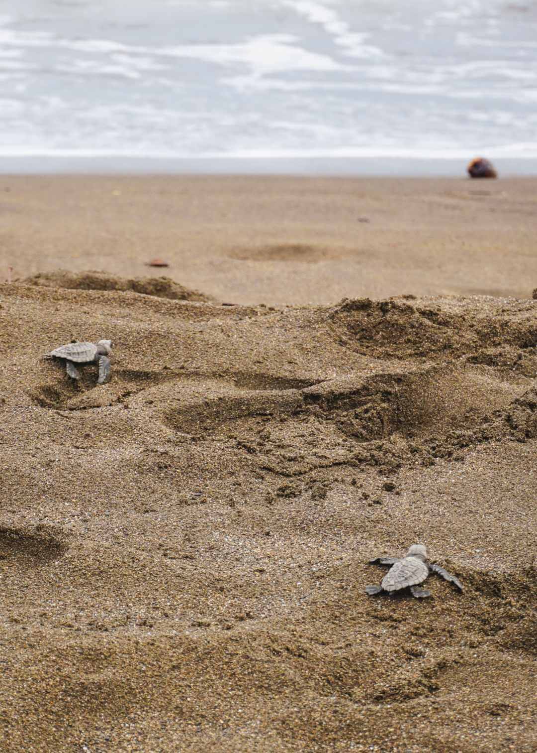 Planes de liberación de tortugas en Bahía Solano