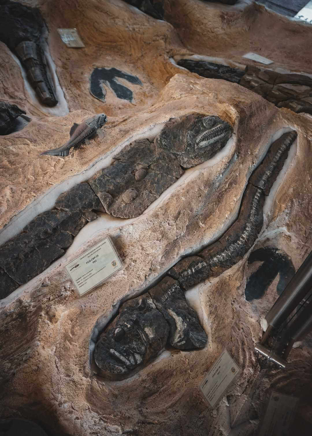 Museo paleontológico de Boyacá