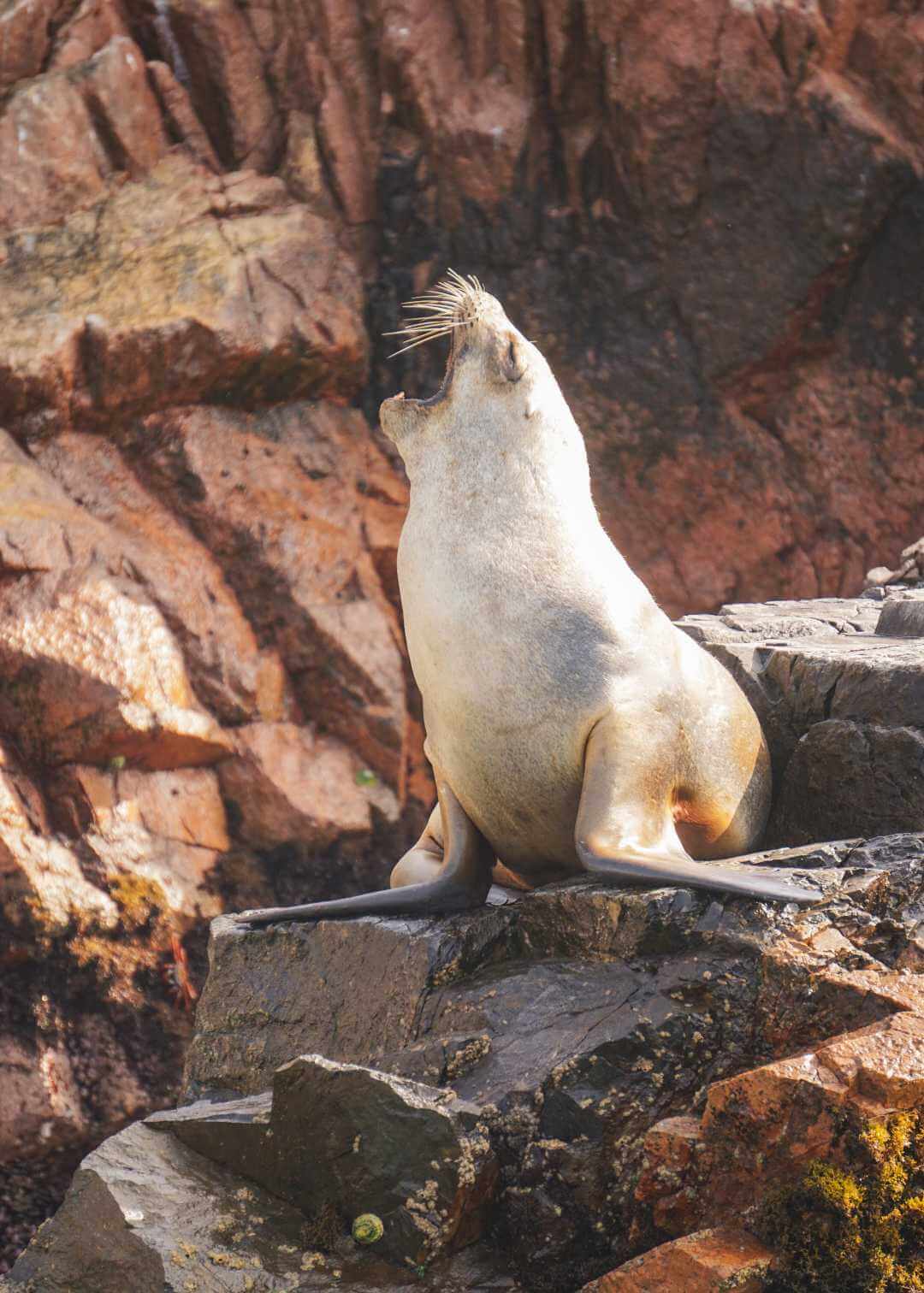 Lobo marino en la Reserva Nacional de Paracas