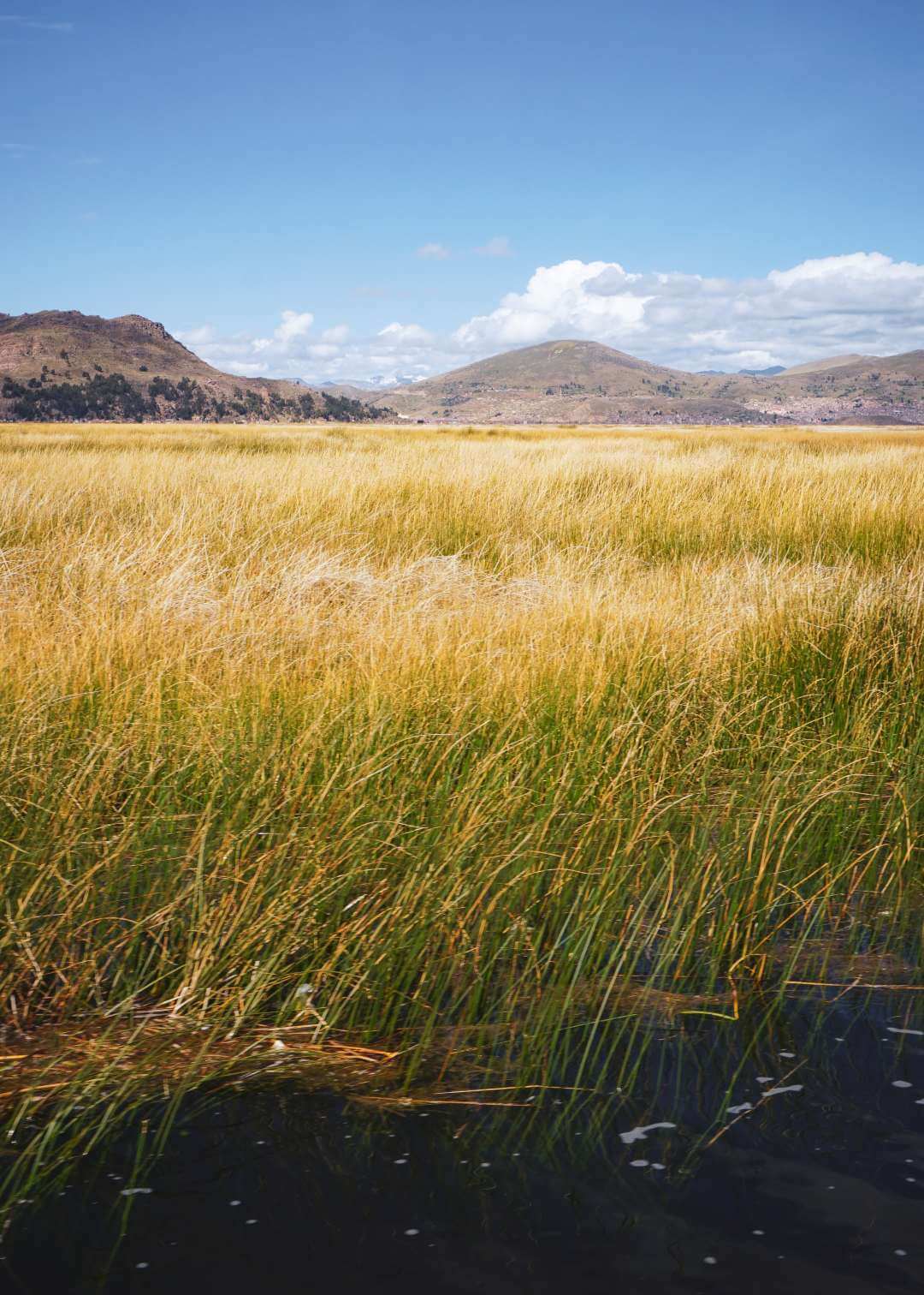 Plantas de totora sobre las aguas del Lago Titicaca