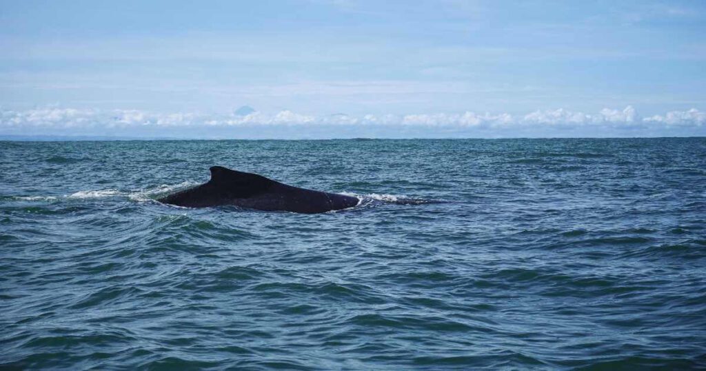 Temporada de ballenas en Colombia