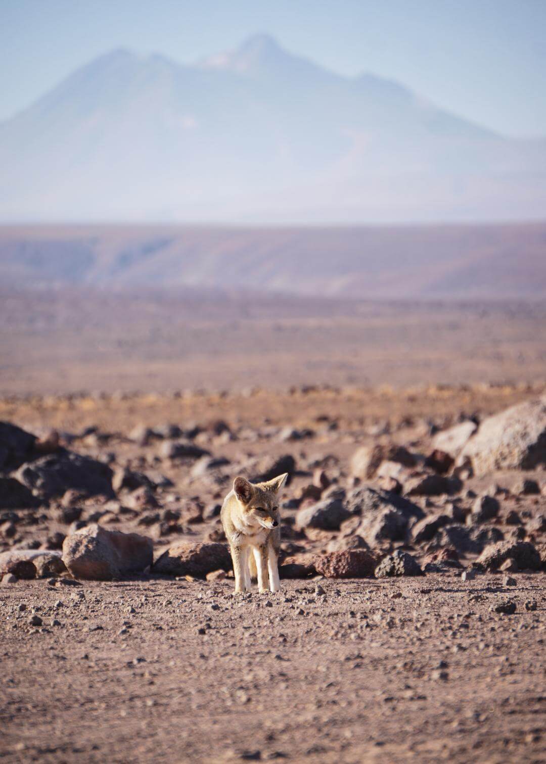 Dónde se encuentra el desierto de Atacama