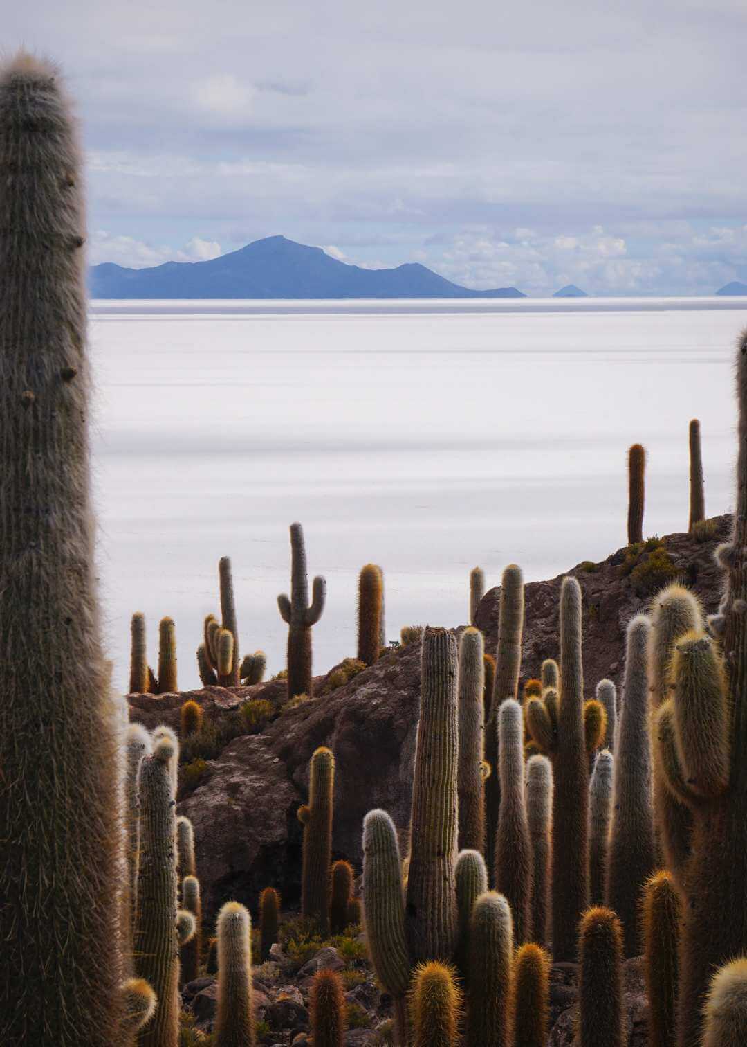 Panorámica del Salar de Uyuni desde la Isla Incahuasi