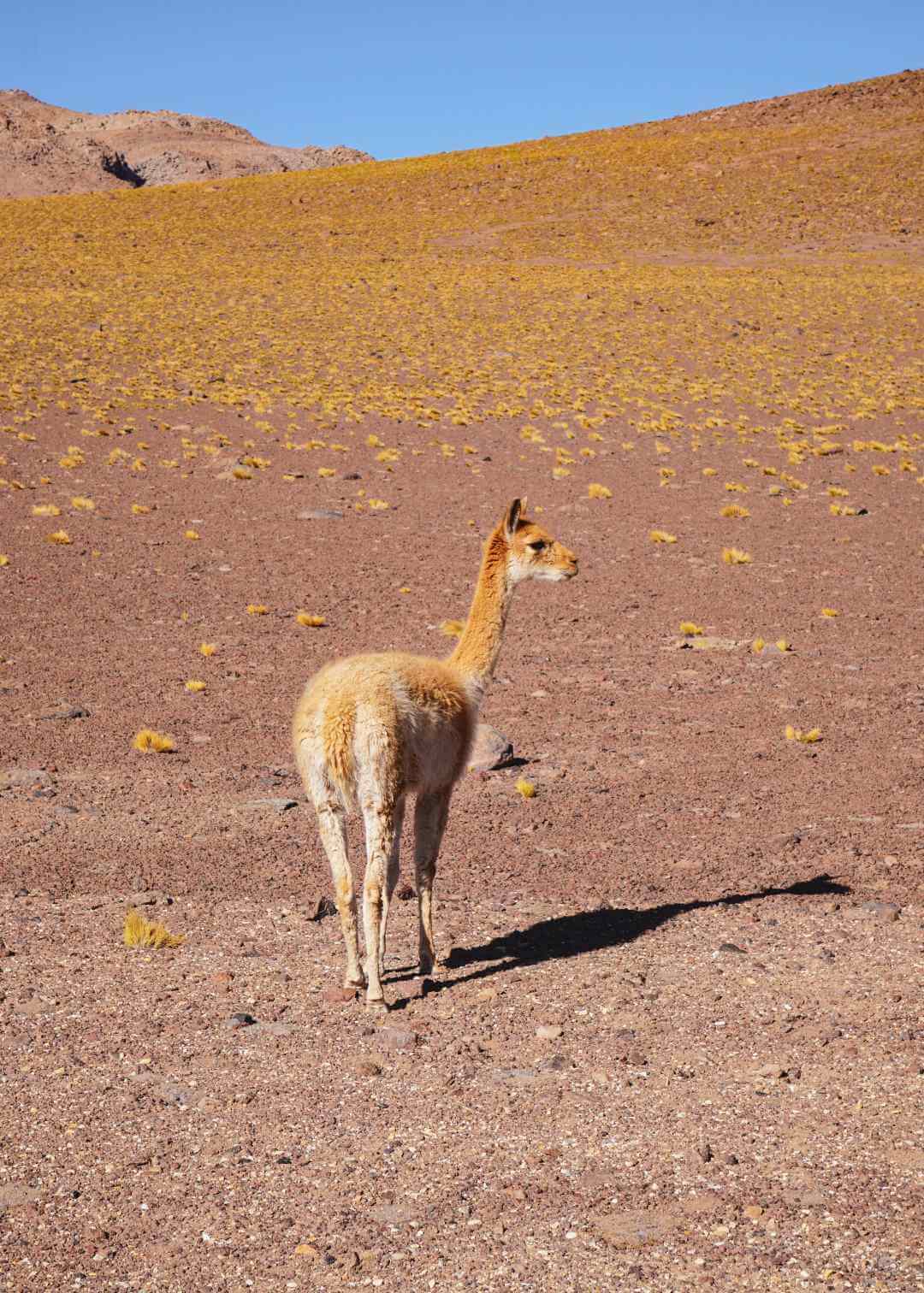 Vicuña en la puna del desierto de Atacama