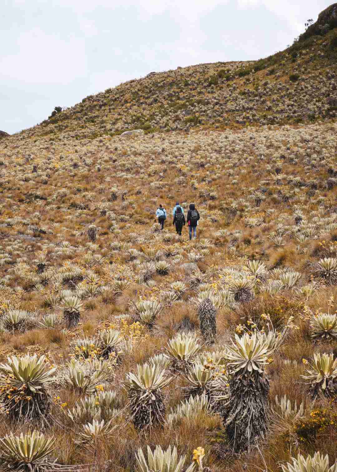 Caminatas ecológicas Bogotá grupales