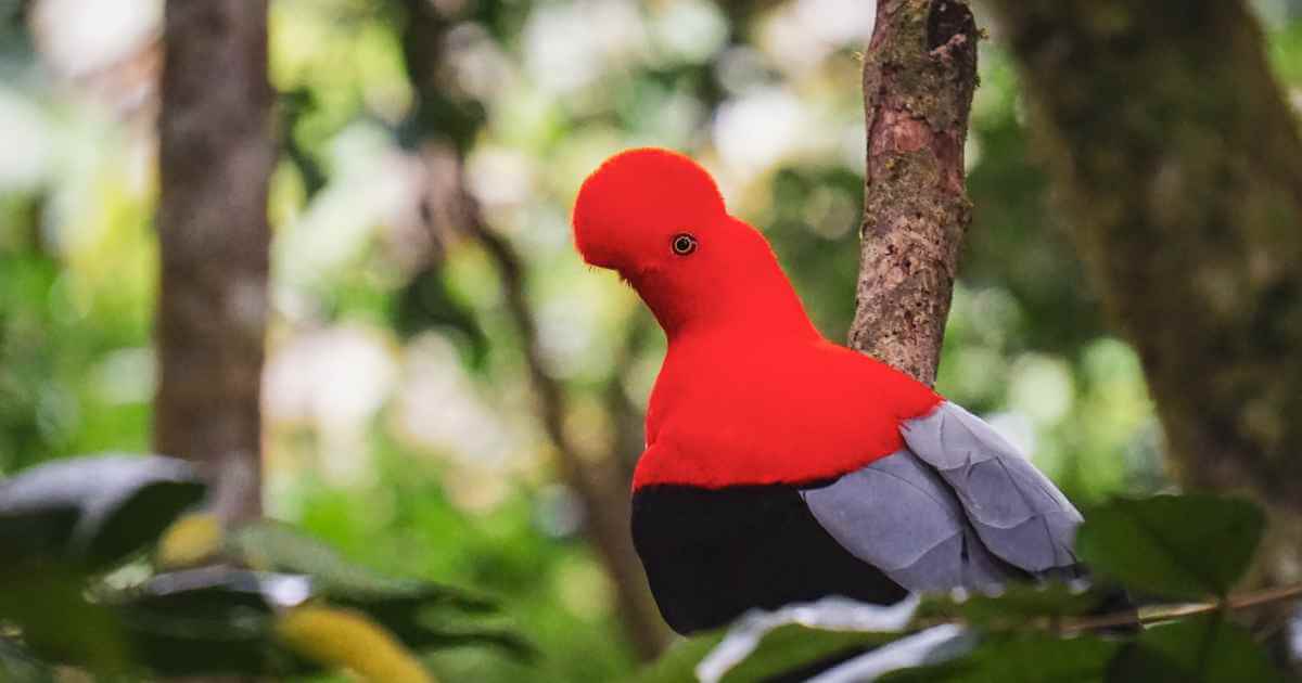 Gallito de roca andino en Jardín Antioquia