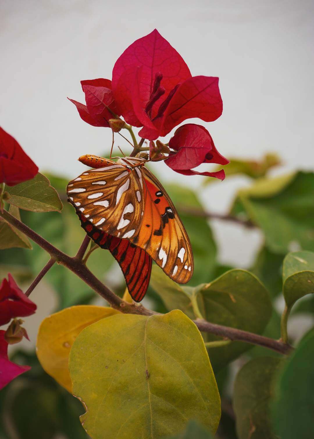 Mariposa sobre flor de veranera
