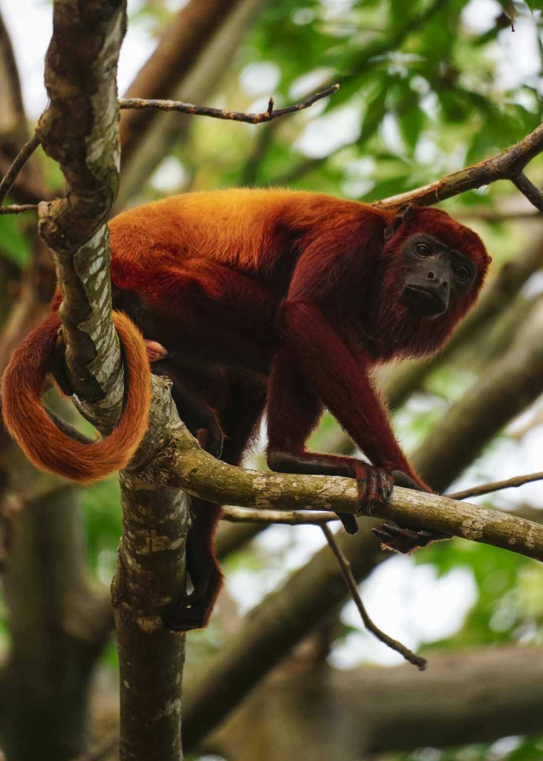 Monos aulladores en Filandia Colombia