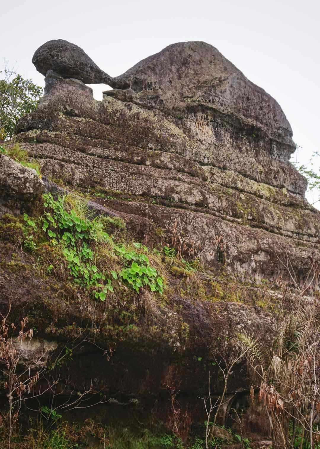 Piedra en forma de tortuga en la selva del Guaviare
