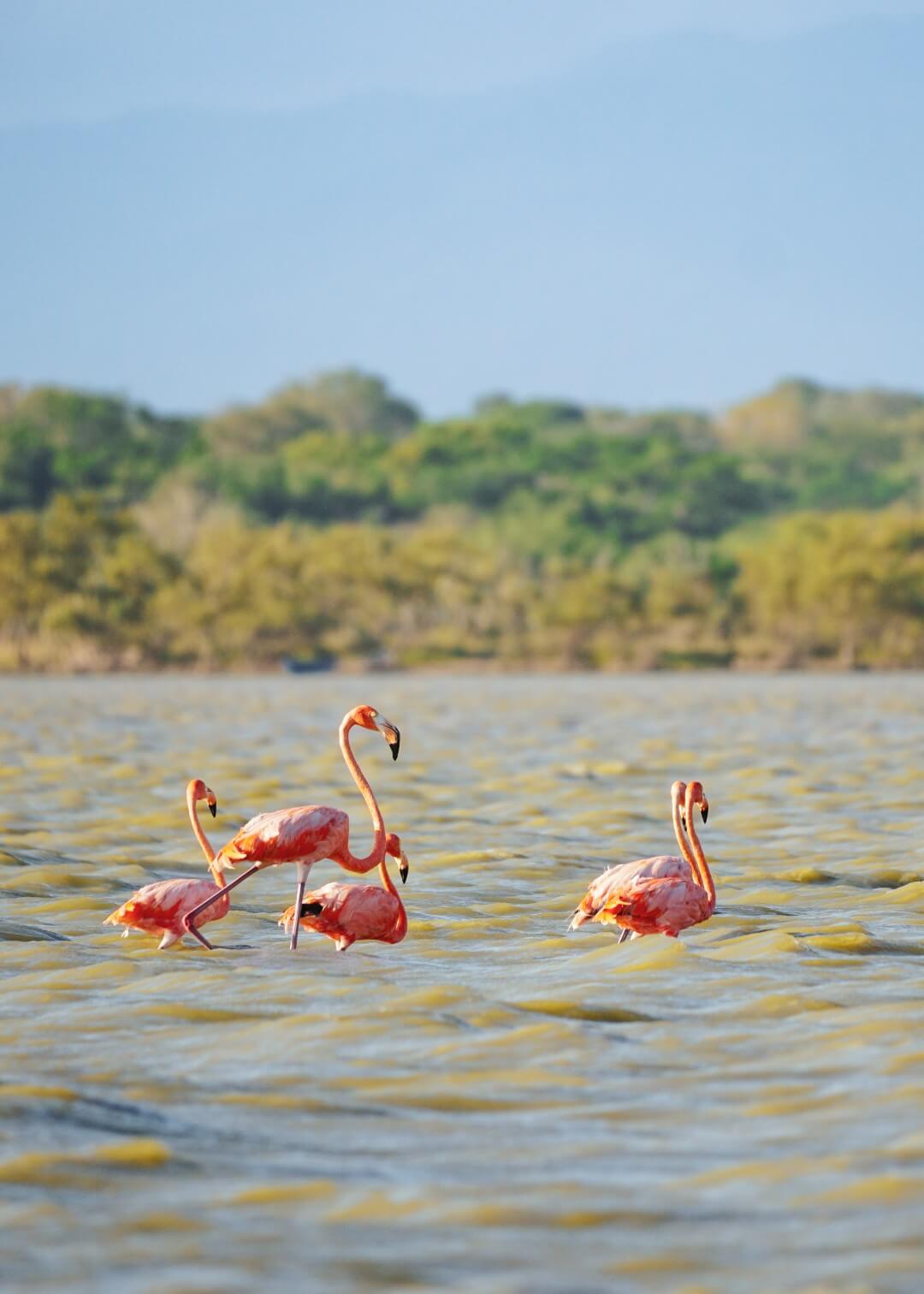 Avistamiento de aves en el Santuario de Fauna y Flora Los Flamencos