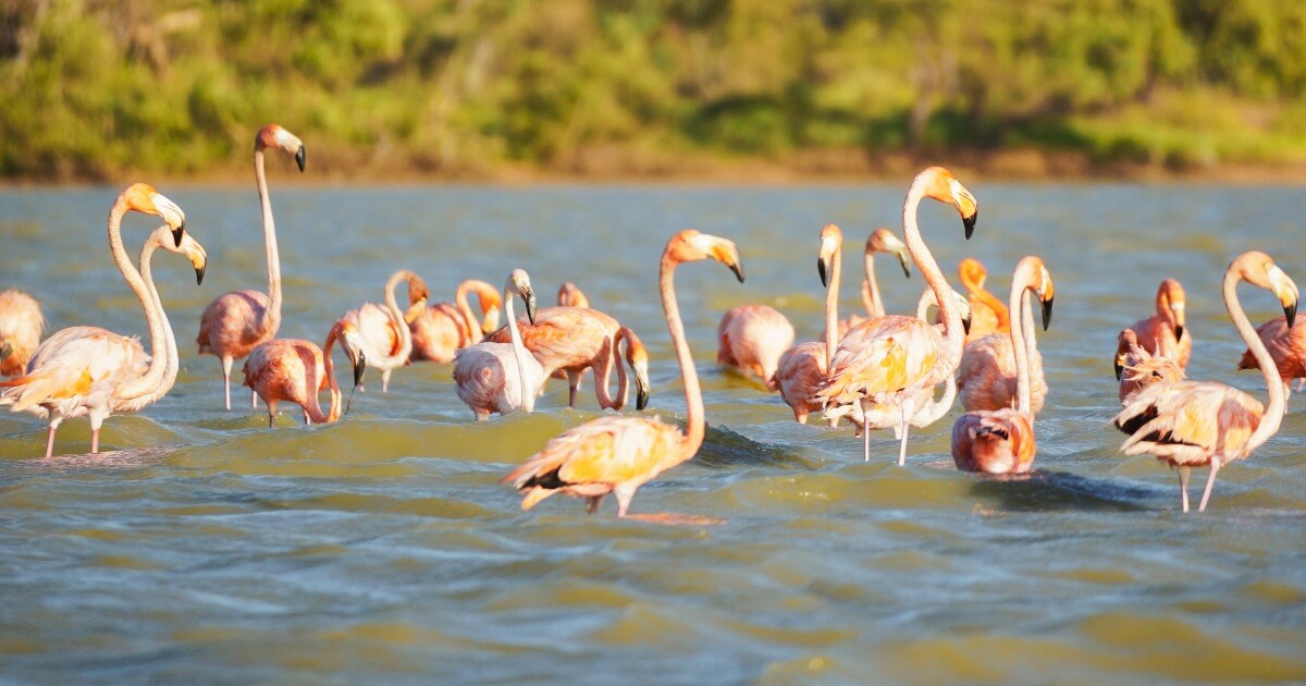 Cómo Llegar Al Santuario De Fauna Y Flora Los Flamencos 1153