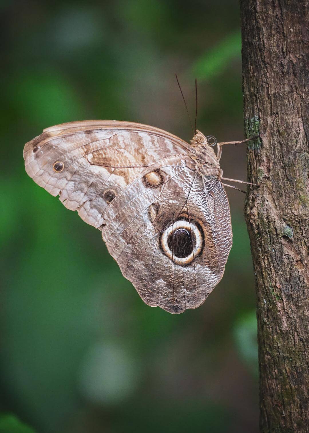 Mariposa sobre tronco de un árbol