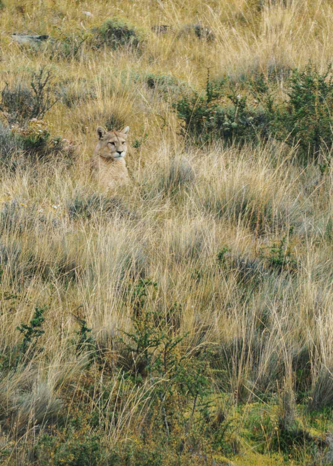Puma avistado en el Parque Nacional Torres del Paine