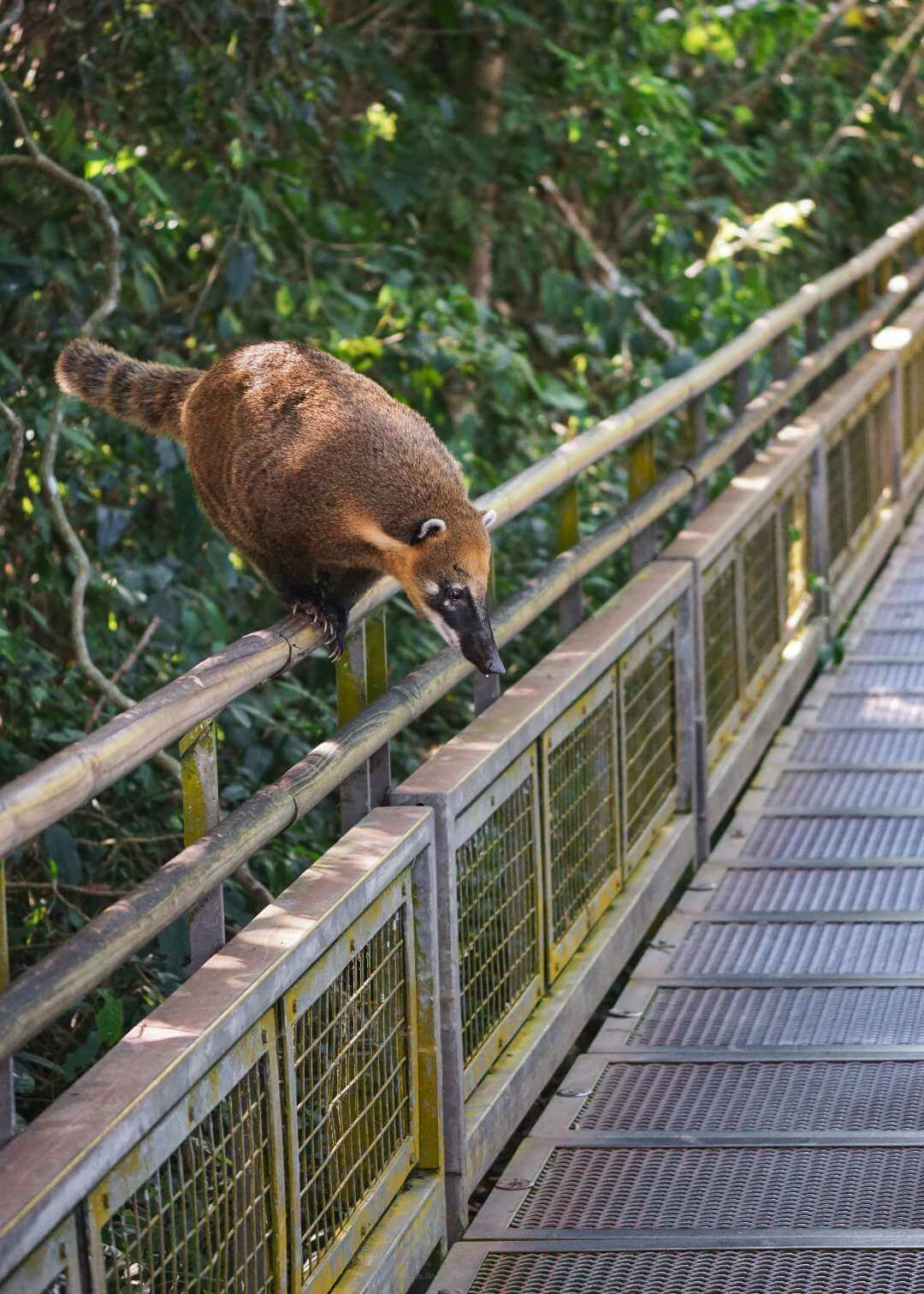 Coatí