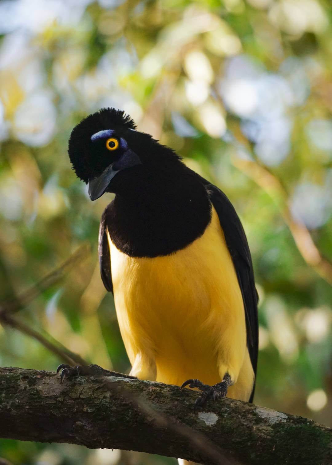 Fauna de las Cataratas Iguazú